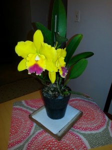 Double blooms thanks to Granny